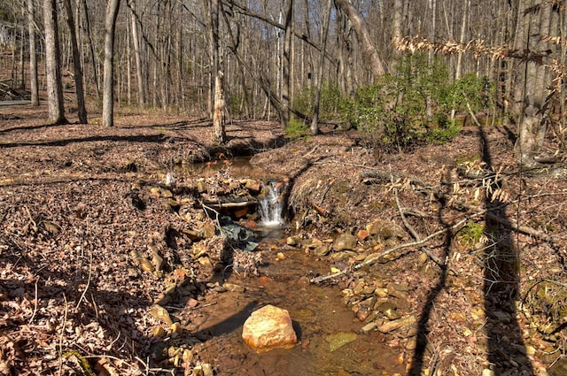 view of local wilderness