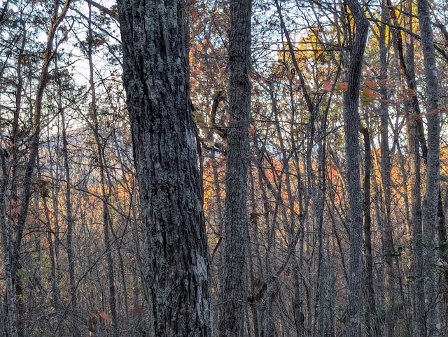 view of local wilderness