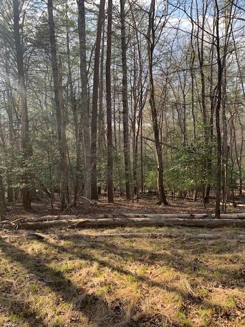 LOT12 Mountain Creek Rd, Blue Ridge, GA 30513 - view of nature