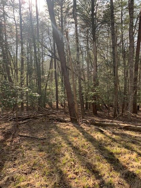 LOT12 Mountain Creek Rd, Blue Ridge, GA 30513 - view of nature