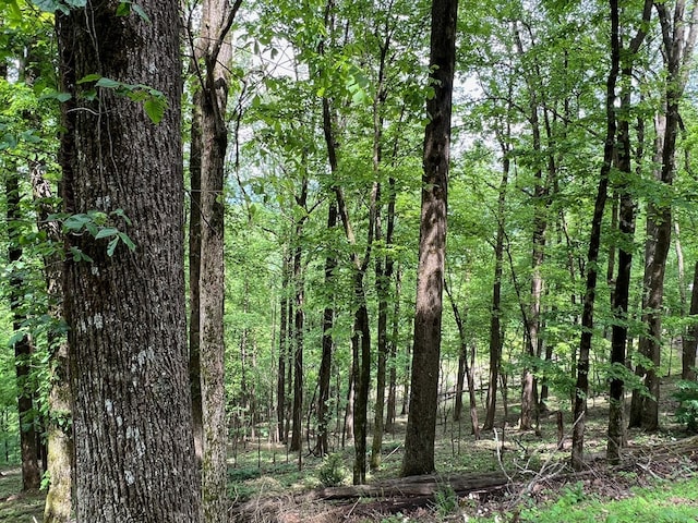 M164 Walnut Rdg, Ellijay, GA 30336