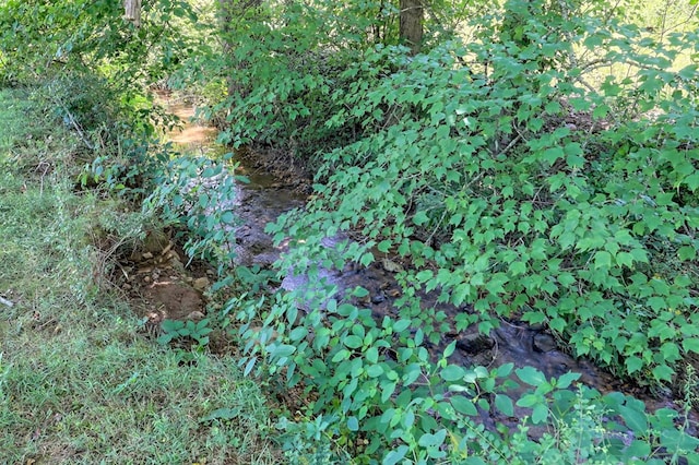 view of local wilderness