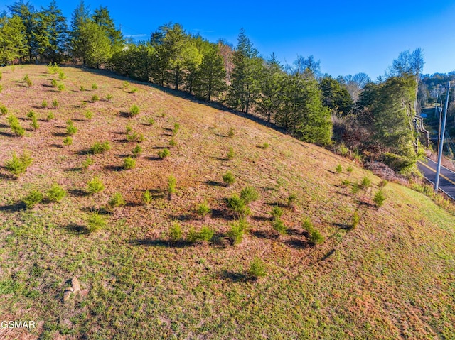 view of local wilderness