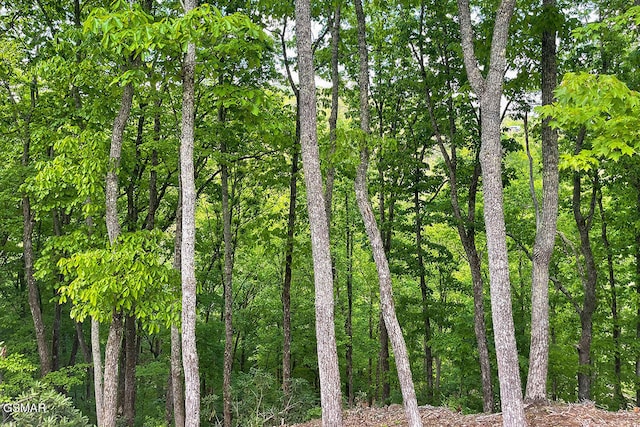 view of local wilderness