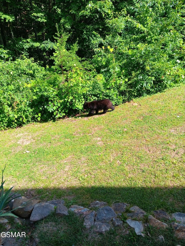 1081 Cove Rd Apt 1011, Sevierville, TN 37876 - photo 15