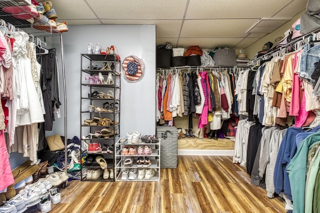 walk in closet with a paneled ceiling and hardwood / wood-style floors