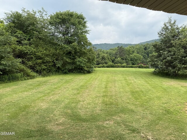 2560 Schisandra Ln, Cosby, TN 37722 - view of grassy yard with a forest view