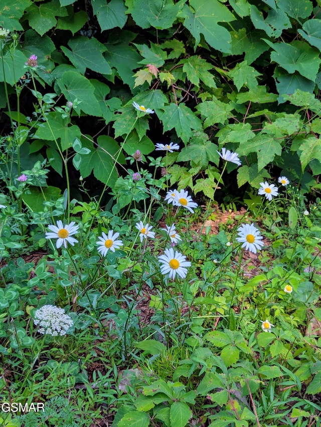 LOT36R Grouse Ridge Ln, Sevierville, TN 37862