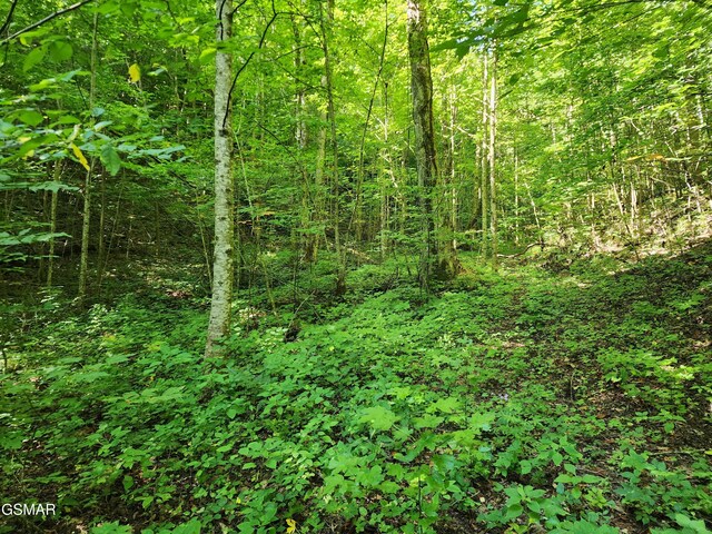 1986 Carrs Creek Rd, Townsend, TN 37882 - photo 7