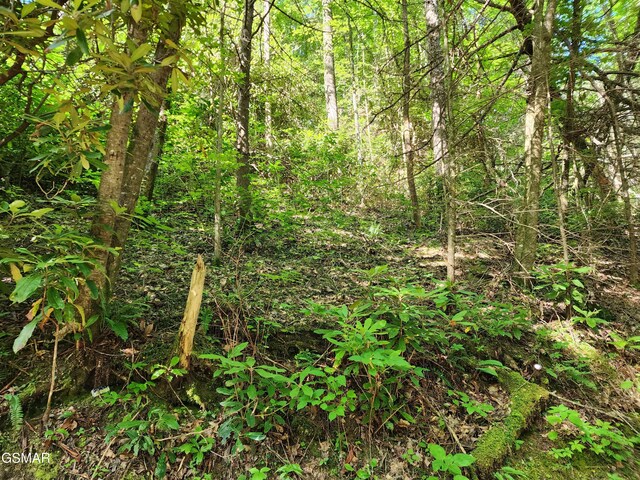 1986 Carrs Creek Rd, Townsend, TN 37882 - photo 9