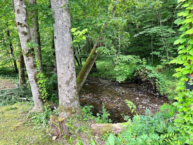 view of local wilderness