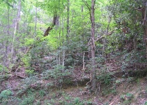 329 Silverbell Ln, Gatlinburg, TN 37738 - photo 2