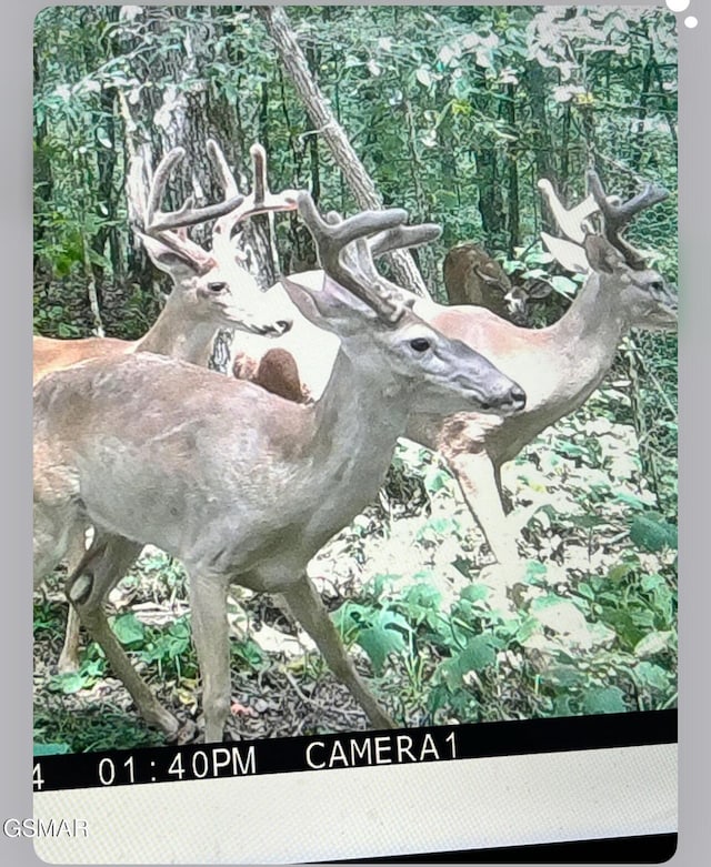 1300 Fish Hatchery Rd, Mosheim, TN 37810 - photo 8