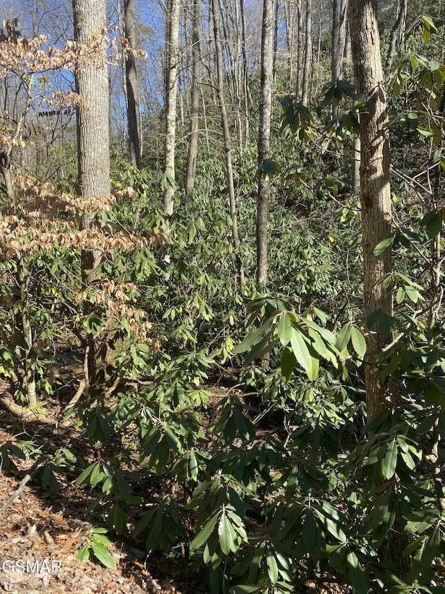 view of nature featuring a forest view