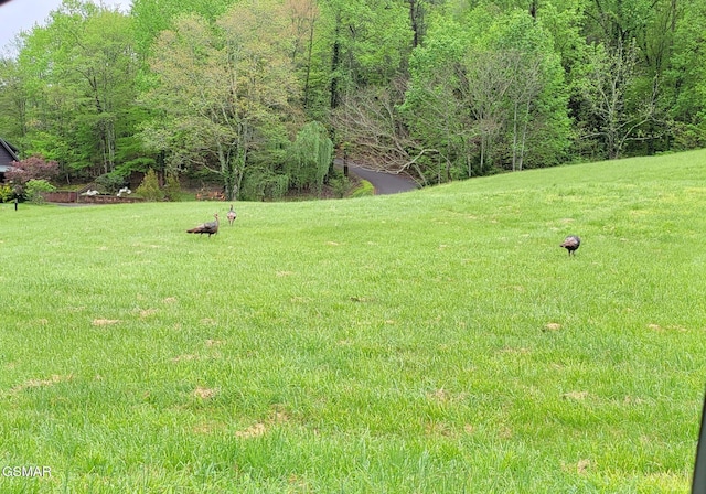 3050 Headrick Dr, Sevierville, TN 37862 - view of yard