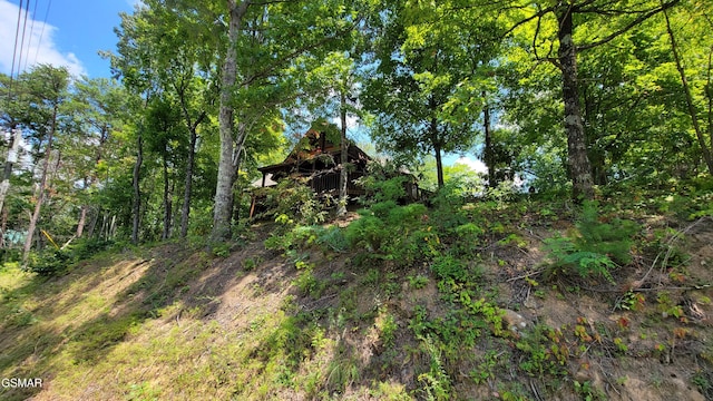 view of local wilderness