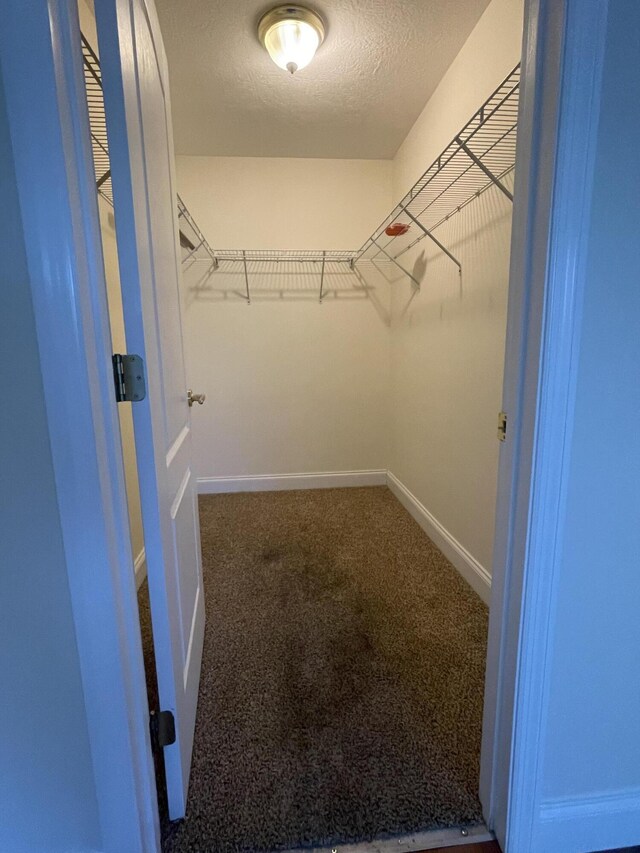 walk in closet with carpet flooring