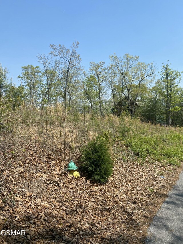 LOT49 Cats Paw Ln, Sevierville, TN 37862 - photo 3