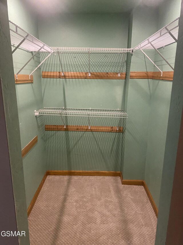 walk in closet featuring carpet flooring