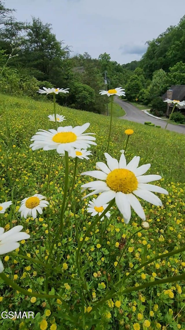 LOT43 Wedge Tailed Ln, Sevierville, TN 37876 - photo 3