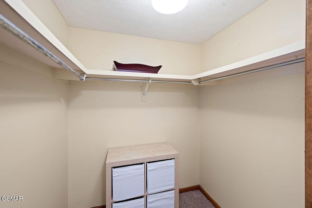 spacious closet featuring carpet flooring