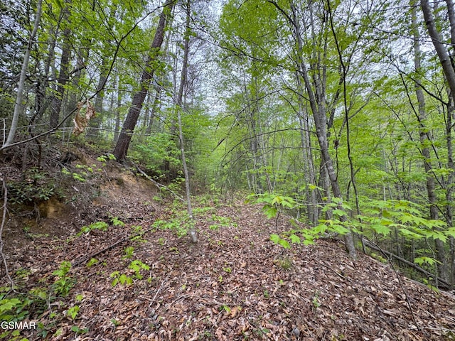 376 Summer House Hollow Rd, Del Rio, TN 37727