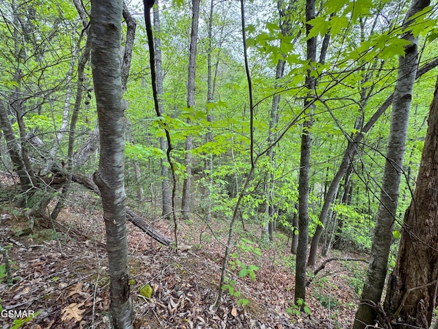 376 Summer House Hollow Rd, Del Rio, TN 37727