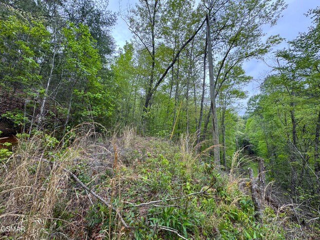 376 Summer House Hollow Rd, Del Rio, TN 37727