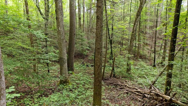 2537 Waldens Creek Rd, Sevierville, TN 37862 - photo 48