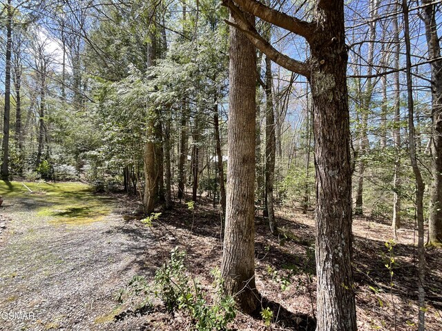 4802 Rhododendron Rd, Cosby, TN 37722 - photo 35