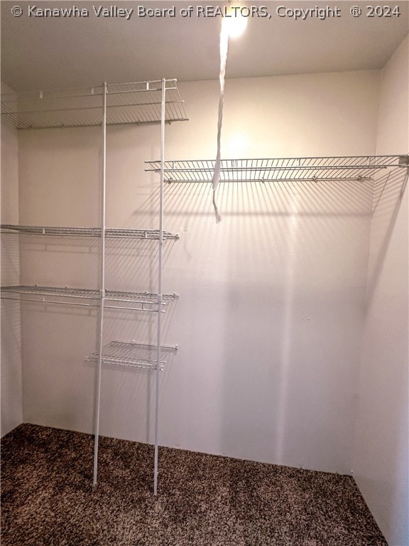 spacious closet featuring carpet