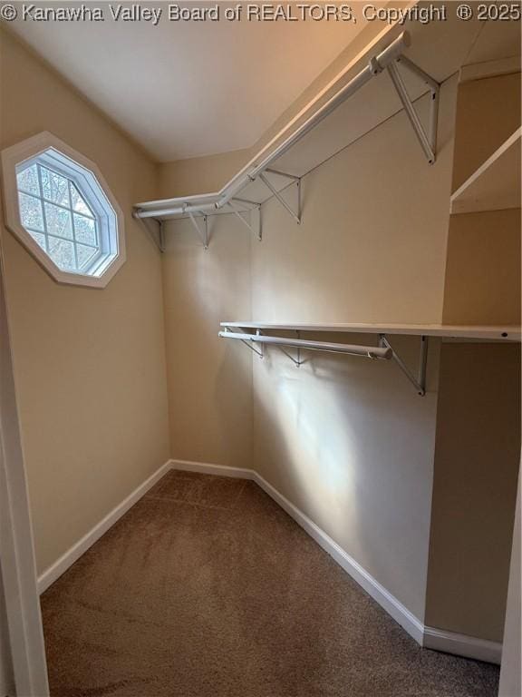 spacious closet featuring carpet floors