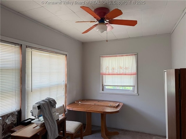 carpeted office featuring crown molding and a ceiling fan