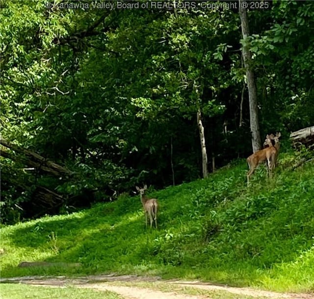 1091/2 Hillcrest Dr, Ripley, WV 25271 - view of nature