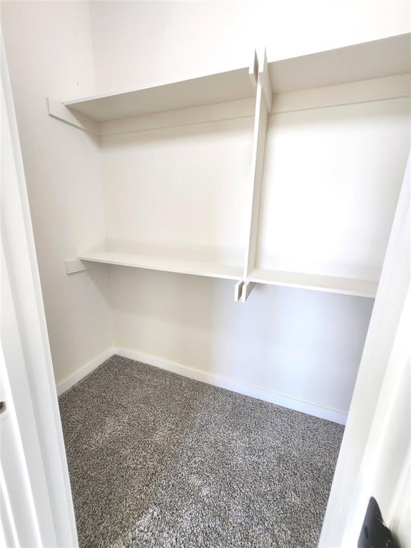 walk in closet featuring carpet floors