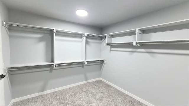 walk in closet with carpet floors