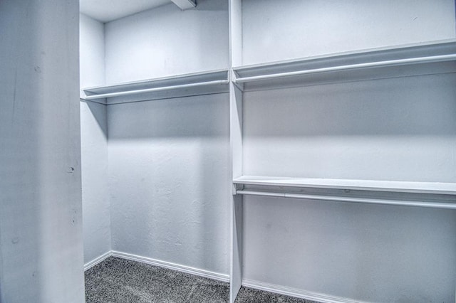 spacious closet featuring carpet floors