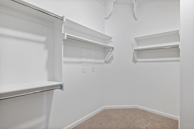 walk in closet with carpet flooring