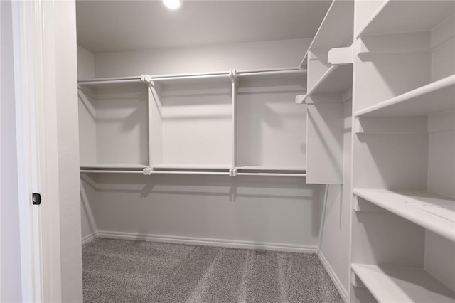 walk in closet featuring carpet