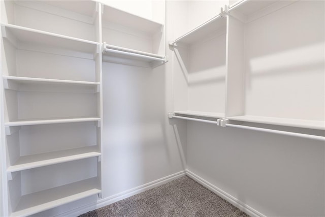 spacious closet featuring carpet floors