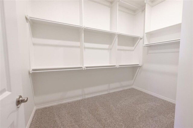 walk in closet featuring carpet flooring