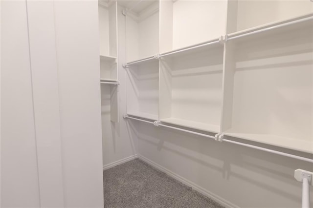 spacious closet featuring carpet floors