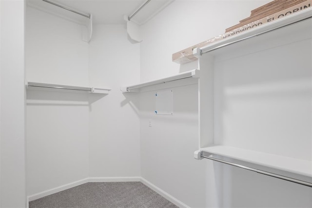 walk in closet featuring carpet flooring