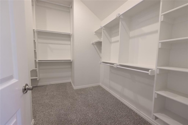 walk in closet featuring carpet floors