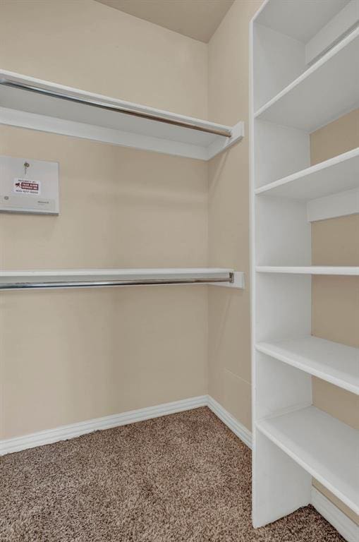 spacious closet featuring carpet flooring