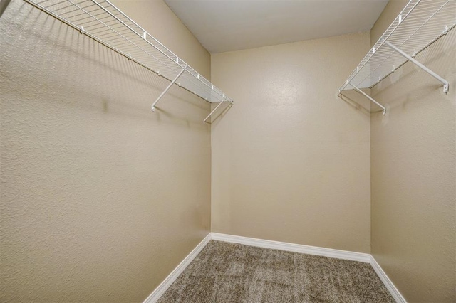 walk in closet featuring carpet flooring