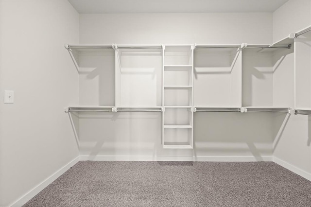 walk in closet with carpet floors