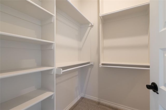 walk in closet with carpet flooring