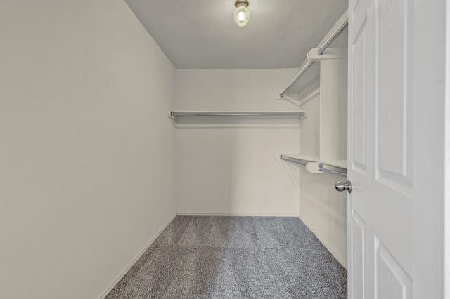 walk in closet featuring carpet floors