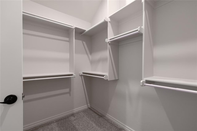 walk in closet featuring carpet flooring